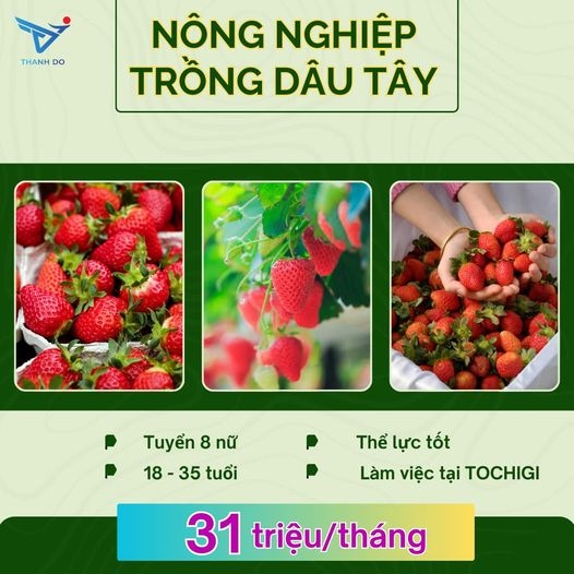 TUYÊN DỤNG 8F NỮ ĐƠN HÀNG NÔNG NGHIỆP TRỒNG DÂU TÂY