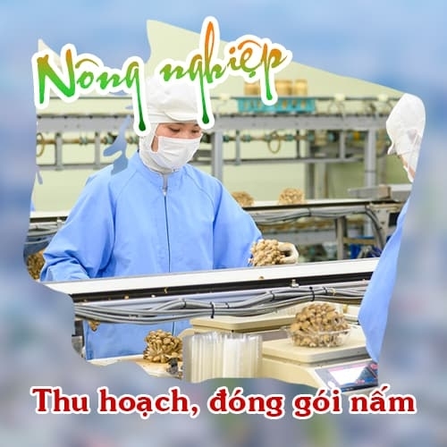 Đóng gói công nghiệp Nhật Bản nâng cao thu nhập tại Nhật